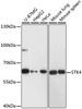 Western blot analysis of extracts of various cells, using STK4 antibody (23-365) at 1:1000 dilution.<br/>Secondary antibody: HRP Goat Anti-Rabbit IgG (H+L) at 1:10000 dilution.<br/>Lysates/proteins: 25ug per lane.<br/>Blocking buffer: 3% nonfat dry milk in TBST.<br/>Detection: ECL Basic Kit.<br/>Exposure time: 15s.