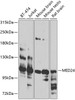 Western blot analysis of extracts of various cell lines, using MED24 antibody (23-372) at 1:1000 dilution.<br/>Secondary antibody: HRP Goat Anti-Rabbit IgG (H+L) at 1:10000 dilution.<br/>Lysates/proteins: 25ug per lane.<br/>Blocking buffer: 3% nonfat dry milk in TBST.<br/>Detection: ECL Basic Kit.<br/>Exposure time: 45s.