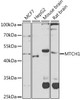 Western blot analysis of extracts of various cell lines, using MTCH1 antibody (23-375) at 1:1000 dilution.<br/>Secondary antibody: HRP Goat Anti-Rabbit IgG (H+L) at 1:10000 dilution.<br/>Lysates/proteins: 25ug per lane.<br/>Blocking buffer: 3% nonfat dry milk in TBST.<br/>Detection: ECL Enhanced Kit.<br/>Exposure time: 30s.