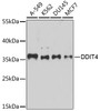 Western blot analysis of extracts of various cell lines, using DDIT4 antibody (23-390) at 1:1000 dilution.<br/>Secondary antibody: HRP Goat Anti-Rabbit IgG (H+L) at 1:10000 dilution.<br/>Lysates/proteins: 25ug per lane.<br/>Blocking buffer: 3% nonfat dry milk in TBST.<br/>Detection: ECL Basic Kit.<br/>Exposure time: 90s.