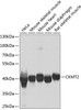 Western blot analysis of extracts of various cell lines, using CKMT2 antibody (23-392) at 1:1000 dilution.<br/>Secondary antibody: HRP Goat Anti-Rabbit IgG (H+L) at 1:10000 dilution.<br/>Lysates/proteins: 25ug per lane.<br/>Blocking buffer: 3% nonfat dry milk in TBST.<br/>Detection: ECL Basic Kit.<br/>Exposure time: 1s.