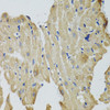 Immunohistochemistry of paraffin-embedded rat heart using CKMT2 antibody (23-392) at dilution of 1:100 (40x lens) .