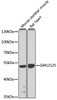 Western blot analysis of extracts of various cell lines, using Gm13125 antibody (23-397) at 1:1000 dilution.<br/>Secondary antibody: HRP Goat Anti-Rabbit IgG (H+L) at 1:10000 dilution.<br/>Lysates/proteins: 25ug per lane.<br/>Blocking buffer: 3% nonfat dry milk in TBST.<br/>Detection: ECL Basic Kit.<br/>Exposure time: 90s.