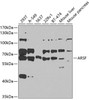 Western blot analysis of extracts of various cell lines, using ARSF antibody (23-400) at 1:1000 dilution.<br/>Secondary antibody: HRP Goat Anti-Rabbit IgG (H+L) at 1:10000 dilution.<br/>Lysates/proteins: 25ug per lane.<br/>Blocking buffer: 3% nonfat dry milk in TBST.<br/>Detection: ECL Basic Kit.<br/>Exposure time: 90s.