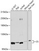Western blot analysis of extracts of various cell lines, using C5 antibody (23-402) at 1:1000 dilution.<br/>Secondary antibody: HRP Goat Anti-Rabbit IgG (H+L) at 1:10000 dilution.<br/>Lysates/proteins: 25ug per lane.<br/>Blocking buffer: 3% nonfat dry milk in TBST.<br/>Detection: ECL Basic Kit.<br/>Exposure time: 20s.