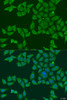 Immunofluorescence analysis of U2OS cells using FKBP2 antibody (23-414) at dilution of 1:100. Blue: DAPI for nuclear staining.