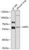 Western blot analysis of extracts of various cell lines, using NPR3 antibody (23-425) at 1:1000 dilution.<br/>Secondary antibody: HRP Goat Anti-Rabbit IgG (H+L) at 1:10000 dilution.<br/>Lysates/proteins: 25ug per lane.<br/>Blocking buffer: 3% nonfat dry milk in TBST.<br/>Detection: ECL Basic Kit.<br/>Exposure time: 3s.