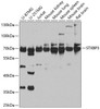 Western blot analysis of extracts of various cell lines, using STXBP3 antibody (23-436) at 1:1000 dilution.<br/>Secondary antibody: HRP Goat Anti-Rabbit IgG (H+L) at 1:10000 dilution.<br/>Lysates/proteins: 25ug per lane.<br/>Blocking buffer: 3% nonfat dry milk in TBST.<br/>Detection: ECL Basic Kit.<br/>Exposure time: 30s.