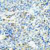 Immunohistochemistry of paraffin-embedded rat spleen using SLC25A11 antibody (23-441) at dilution of 1:100 (40x lens) .