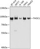 Western blot analysis of extracts of various cell lines, using THOC1 antibody (23-447) at 1:1000 dilution._Secondary antibody: HRP Goat Anti-Rabbit IgG (H+L) at 1:10000 dilution._Lysates/proteins: 25ug per lane._Blocking buffer: 3% nonfat dry milk in TBST._Detection: ECL Enhanced Kit._Exposure time: 30s.