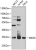 Western blot analysis of extracts of various cell lines, using MED6 antibody (23-448) at 1:1000 dilution.<br/>Secondary antibody: HRP Goat Anti-Rabbit IgG (H+L) at 1:10000 dilution.<br/>Lysates/proteins: 25ug per lane.<br/>Blocking buffer: 3% nonfat dry milk in TBST.<br/>Detection: ECL Basic Kit.<br/>Exposure time: 45s.