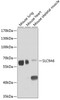 Western blot analysis of extracts of various cell lines, using SLC9A6 antibody (23-451) at 1:1000 dilution.<br/>Secondary antibody: HRP Goat Anti-Rabbit IgG (H+L) at 1:10000 dilution.<br/>Lysates/proteins: 25ug per lane.<br/>Blocking buffer: 3% nonfat dry milk in TBST.<br/>Detection: ECL Basic Kit.<br/>Exposure time: 90s.