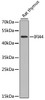 Western blot analysis of extracts of rat thymus, using IFI44 antibody (23-452) at 1:1000 dilution.<br/>Secondary antibody: HRP Goat Anti-Rabbit IgG (H+L) at 1:10000 dilution.<br/>Lysates/proteins: 25ug per lane.<br/>Blocking buffer: 3% nonfat dry milk in TBST.<br/>Detection: ECL Enhanced Kit.<br/>Exposure time: 90s.