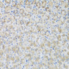 Immunohistochemistry of paraffin-embedded mouse stomach using ARFGAP3 antibody (23-461) at dilution of 1:100 (40x lens) .