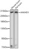 Western blot analysis of extracts of various cell lines, using ANKHD1 antibody (23-469) at 1:1000 dilution.<br/>Secondary antibody: HRP Goat Anti-Rabbit IgG (H+L) at 1:10000 dilution.<br/>Lysates/proteins: 25ug per lane.<br/>Blocking buffer: 3% nonfat dry milk in TBST.<br/>Detection: ECL Basic Kit.<br/>Exposure time: 30s.