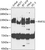 Western blot analysis of extracts of various cell lines, using RNF31 antibody (23-470) at 1:1000 dilution.<br/>Secondary antibody: HRP Goat Anti-Rabbit IgG (H+L) at 1:10000 dilution.<br/>Lysates/proteins: 25ug per lane.<br/>Blocking buffer: 3% nonfat dry milk in TBST.<br/>Detection: ECL Basic Kit.<br/>Exposure time: 90s.