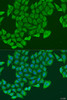 Immunofluorescence analysis of U2OS cells using EXOC2 antibody (23-472) at dilution of 1:100. Blue: DAPI for nuclear staining.