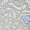 Immunohistochemistry of paraffin-embedded mouse kidney using CHMP1B antibody (23-474) at dilution of 1:100 (40x lens) .