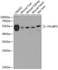 Western blot analysis of extracts of various cell lines, using HS1BP3 antibody (23-477) at 1:1000 dilution.<br/>Secondary antibody: HRP Goat Anti-Rabbit IgG (H+L) at 1:10000 dilution.<br/>Lysates/proteins: 25ug per lane.<br/>Blocking buffer: 3% nonfat dry milk in TBST.<br/>Detection: ECL Basic Kit.<br/>Exposure time: 15s.