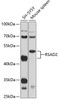Western blot analysis of extracts of various cell lines, using RSAD2 antibody (23-486) at 1:1000 dilution.<br/>Secondary antibody: HRP Goat Anti-Rabbit IgG (H+L) at 1:10000 dilution.<br/>Lysates/proteins: 25ug per lane.<br/>Blocking buffer: 3% nonfat dry milk in TBST.<br/>Detection: ECL Basic Kit.<br/>Exposure time: 30s.