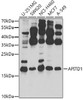 Western blot analysis of extracts of various cell lines, using APITD1 antibody (23-493) at 1:1000 dilution.<br/>Secondary antibody: HRP Goat Anti-Rabbit IgG (H+L) at 1:10000 dilution.<br/>Lysates/proteins: 25ug per lane.<br/>Blocking buffer: 3% nonfat dry milk in TBST.<br/>Detection: ECL Basic Kit.<br/>Exposure time: 30s.