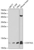 Western blot analysis of extracts of various cell lines, using COX7A2L antibody (23-495) at 1:1000 dilution.<br/>Secondary antibody: HRP Goat Anti-Rabbit IgG (H+L) at 1:10000 dilution.<br/>Lysates/proteins: 25ug per lane.<br/>Blocking buffer: 3% nonfat dry milk in TBST.<br/>Detection: ECL Basic Kit.<br/>Exposure time: 15s.
