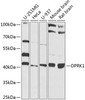 Western blot analysis of extracts of various cell lines, using OPRK1 antibody (23-499) at 1:1000 dilution.<br/>Secondary antibody: HRP Goat Anti-Rabbit IgG (H+L) at 1:10000 dilution.<br/>Lysates/proteins: 25ug per lane.<br/>Blocking buffer: 3% nonfat dry milk in TBST.<br/>Detection: ECL Basic Kit.<br/>Exposure time: 15s.