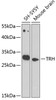 Western blot analysis of extracts of various cell lines, using TRH antibody (23-510) at 1:1000 dilution.<br/>Secondary antibody: HRP Goat Anti-Rabbit IgG (H+L) at 1:10000 dilution.<br/>Lysates/proteins: 25ug per lane.<br/>Blocking buffer: 3% nonfat dry milk in TBST.<br/>Detection: ECL Basic Kit.<br/>Exposure time: 90s.