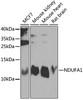 Western blot analysis of extracts of various cell lines, using NDUFA1 antibody (23-512) at 1:1000 dilution.<br/>Secondary antibody: HRP Goat Anti-Rabbit IgG (H+L) at 1:10000 dilution.<br/>Lysates/proteins: 25ug per lane.<br/>Blocking buffer: 3% nonfat dry milk in TBST.<br/>Detection: ECL Enhanced Kit.<br/>Exposure time: 30s.