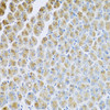 Immunohistochemistry of paraffin-embedded mouse stomach using AP1M2 antibody (23-515) at dilution of 1:100 (40x lens) .