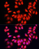 Immunofluorescence analysis of HeLa cells using BMP6 antibody (23-517) at dilution of 1:100. Blue: DAPI for nuclear staining.