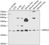 Western blot analysis of extracts of various cell lines, using GRPEL2 antibody (23-519) at 1:1000 dilution.<br/>Secondary antibody: HRP Goat Anti-Rabbit IgG (H+L) at 1:10000 dilution.<br/>Lysates/proteins: 25ug per lane.<br/>Blocking buffer: 3% nonfat dry milk in TBST.<br/>Detection: ECL Basic Kit.<br/>Exposure time: 90s.