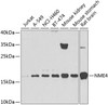 Western blot analysis of extracts of various cell lines, using NME4 antibody (23-524) at 1:1000 dilution.<br/>Secondary antibody: HRP Goat Anti-Rabbit IgG (H+L) at 1:10000 dilution.<br/>Lysates/proteins: 25ug per lane.<br/>Blocking buffer: 3% nonfat dry milk in TBST.<br/>Detection: ECL Basic Kit.<br/>Exposure time: 60s.