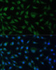 Immunofluorescence analysis of L929 cells using NUP214 Polyclonal Antibody (23-530) at dilution of 1:100 (40x lens) . Blue: DAPI for nuclear staining.
