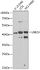Western blot analysis of extracts of various cell lines, using UBE2U antibody (23-541) at 1:1000 dilution.<br/>Secondary antibody: HRP Goat Anti-Rabbit IgG (H+L) at 1:10000 dilution.<br/>Lysates/proteins: 25ug per lane.<br/>Blocking buffer: 3% nonfat dry milk in TBST.<br/>Detection: ECL Basic Kit.<br/>Exposure time: 30s.