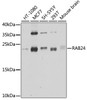 Western blot analysis of extracts of various cell lines, using RAB24 antibody (23-551) at 1:1000 dilution.<br/>Secondary antibody: HRP Goat Anti-Rabbit IgG (H+L) at 1:10000 dilution.<br/>Lysates/proteins: 25ug per lane.<br/>Blocking buffer: 3% nonfat dry milk in TBST.<br/>Detection: ECL Enhanced Kit.<br/>Exposure time: 15s.