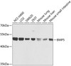 Western blot analysis of extracts of various cell lines, using BMP5 antibody (23-558) at 1:1000 dilution.<br/>Secondary antibody: HRP Goat Anti-Rabbit IgG (H+L) at 1:10000 dilution.<br/>Lysates/proteins: 25ug per lane.<br/>Blocking buffer: 3% nonfat dry milk in TBST.<br/>Detection: ECL Basic Kit.<br/>Exposure time: 1s.