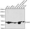 Immunohistochemistry of paraffin-embedded rat lung using BMP5 antibody (23-558) at dilution of 1:100 (40x lens) .