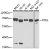 Western blot analysis of extracts of various cell lines, using POLL antibody (23-563) at 1:1000 dilution.<br/>Secondary antibody: HRP Goat Anti-Rabbit IgG (H+L) at 1:10000 dilution.<br/>Lysates/proteins: 25ug per lane.<br/>Blocking buffer: 3% nonfat dry milk in TBST.<br/>Detection: ECL Basic Kit.<br/>Exposure time: 15s.