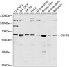 Western blot analysis of extracts of various cell lines, using CRHR1 antibody (23-564) at 1:1000 dilution.<br/>Secondary antibody: HRP Goat Anti-Rabbit IgG (H+L) at 1:10000 dilution.<br/>Lysates/proteins: 25ug per lane.<br/>Blocking buffer: 3% nonfat dry milk in TBST.<br/>Detection: ECL Basic Kit.<br/>Exposure time: 20s.