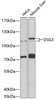 Western blot analysis of extracts of various cell lines, using DSG3 antibody (23-565) at 1:1000 dilution.<br/>Secondary antibody: HRP Goat Anti-Rabbit IgG (H+L) at 1:10000 dilution.<br/>Lysates/proteins: 25ug per lane.<br/>Blocking buffer: 3% nonfat dry milk in TBST.<br/>Detection: ECL Basic Kit.<br/>Exposure time: 10s.