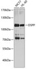 Western blot analysis of extracts of various cell lines, using DSPP antibody (23-566) at 1:1000 dilution.<br/>Secondary antibody: HRP Goat Anti-Rabbit IgG (H+L) at 1:10000 dilution.<br/>Lysates/proteins: 25ug per lane.<br/>Blocking buffer: 3% nonfat dry milk in TBST.<br/>Detection: ECL Basic Kit.<br/>Exposure time: 30s.