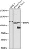 Western blot analysis of extracts of various cell lines, using EPHA3 antibody (23-567) at 1:1000 dilution.<br/>Secondary antibody: HRP Goat Anti-Rabbit IgG (H+L) at 1:10000 dilution.<br/>Lysates/proteins: 25ug per lane.<br/>Blocking buffer: 3% nonfat dry milk in TBST.<br/>Detection: ECL Basic Kit.<br/>Exposure time: 30s.