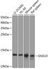 Western blot analysis of extracts of various cell lines, using GNG10 antibody (23-573) at 1:1000 dilution.<br/>Secondary antibody: HRP Goat Anti-Rabbit IgG (H+L) at 1:10000 dilution.<br/>Lysates/proteins: 25ug per lane.<br/>Blocking buffer: 3% nonfat dry milk in TBST.<br/>Detection: ECL Basic Kit.<br/>Exposure time: 90s.