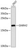 Western blot analysis of extracts of 293T cells, using GNRH2 antibody (23-574) at 1:1000 dilution.<br/>Secondary antibody: HRP Goat Anti-Rabbit IgG (H+L) at 1:10000 dilution.<br/>Lysates/proteins: 25ug per lane.<br/>Blocking buffer: 3% nonfat dry milk in TBST.<br/>Detection: ECL Basic Kit.<br/>Exposure time: 90s.