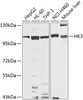 Western blot analysis of extracts of various cell lines, using HK3 antibody (23-576) at 1:1000 dilution.<br/>Secondary antibody: HRP Goat Anti-Rabbit IgG (H+L) at 1:10000 dilution.<br/>Lysates/proteins: 25ug per lane.<br/>Blocking buffer: 3% nonfat dry milk in TBST.<br/>Detection: ECL Basic Kit.<br/>Exposure time: 10s.