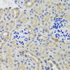 Immunohistochemistry of paraffin-embedded mouse kidney using HK3 antibody (23-576) at dilution of 1:100 (40x lens) .