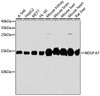 Western blot analysis of extracts of various cell lines, using NDUFA7 antibody (23-586) at 1:1000 dilution.<br/>Secondary antibody: HRP Goat Anti-Rabbit IgG (H+L) at 1:10000 dilution.<br/>Lysates/proteins: 25ug per lane.<br/>Blocking buffer: 3% nonfat dry milk in TBST.<br/>Detection: ECL Basic Kit.<br/>Exposure time: 30s.