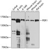 Western blot analysis of extracts of various cell lines, using PER1 antibody (23-592) at 1:1000 dilution.<br/>Secondary antibody: HRP Goat Anti-Rabbit IgG (H+L) at 1:10000 dilution.<br/>Lysates/proteins: 25ug per lane.<br/>Blocking buffer: 3% nonfat dry milk in TBST.<br/>Detection: ECL Enhanced Kit.<br/>Exposure time: 90s.