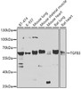 Western blot analysis of extracts of various cell lines, using TGFB3 antibody (23-598) at 1:1000 dilution.<br/>Secondary antibody: HRP Goat Anti-Rabbit IgG (H+L) at 1:10000 dilution.<br/>Lysates/proteins: 25ug per lane.<br/>Blocking buffer: 3% nonfat dry milk in TBST.<br/>Detection: ECL Basic Kit.<br/>Exposure time: 90s.